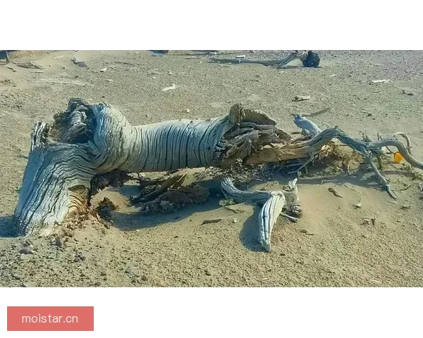 尘封的秘境：那些令人毛骨悚然却又欲罢不能的猎奇故事